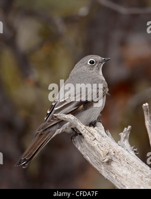 Townsend's solitaire (Myadestes townsendi), Abiquiu Lago, Nuovo Messico, Stati Uniti d'America, Foto Stock