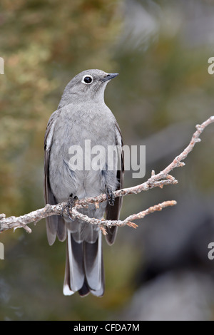 Townsend's solitaire (Myadestes townsendi), Abiquiu Lago, Nuovo Messico, Stati Uniti d'America, Foto Stock