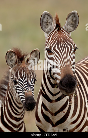 Zebra comune,Burchell's zebra (Equus burchelli) madre e del polpaccio, Serengeti National Park, Tanzania, Africa orientale, Africa Foto Stock