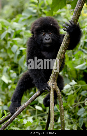 Infant gorilla di montagna (Gorilla gorilla beringei) dal gruppo Kwitonda scalata di un vitigno, il Parco Nazionale dei Vulcani, Ruanda Foto Stock