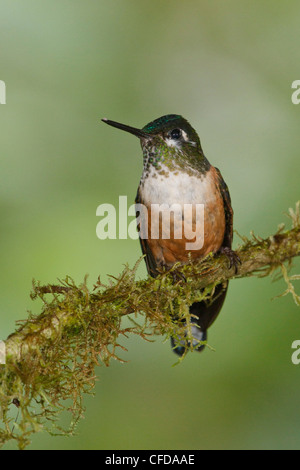 Viola-tailed Sylph (Aglaiocercus coelestis) appollaiato su un ramo in Ecuador. Foto Stock