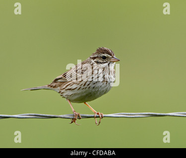 Lincoln è sparrow (Melospiza lincolnii), San Jacinto Area faunistica, California, Stati Uniti d'America, Foto Stock