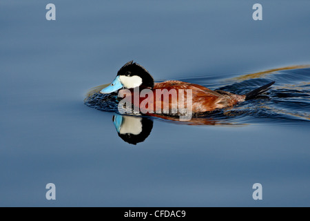 Maschi di anatra rossiccio (Oxyura jamaicensis) nuoto, Sweetwater zone umide, Tucson, Arizona, Stati Uniti d'America, Foto Stock