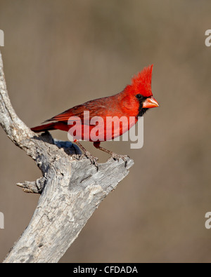 Maschio cardinale settentrionale (Cardinalis cardinalis), lo stagno, Amado, Arizona, Stati Uniti d'America, Foto Stock