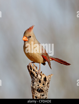 Femmina cardinale settentrionale (Cardinalis cardinalis), lo stagno, Amado, Arizona, Stati Uniti d'America, Foto Stock