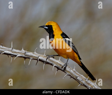 Incappucciati rigogolo (Icterus cucullatus), lo stagno, Amado, Arizona, Stati Uniti d'America, Foto Stock