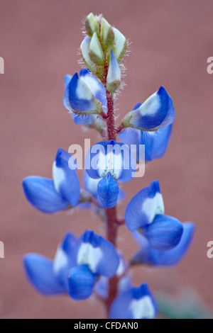 Lupino nana (piccole di lupino) (lupino arrugginito) (Lupinus pusillus), Canyon Country, Utah, Stati Uniti d'America, Foto Stock