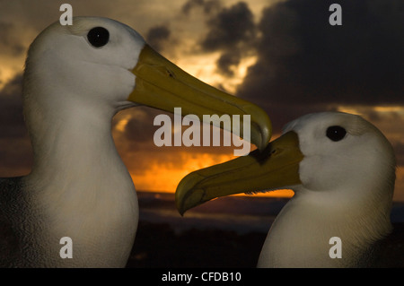 Sventolato Albatross corteggiamento, Punto Cevallos, Espanola (il cofano) isola, isole Galapagos, Ecuador, Sud America. Foto Stock