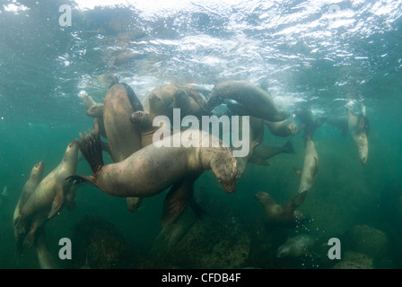 Norris Rock, Hornby Isola di Steller leoni di mare Foto Stock