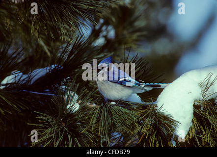 Blue Jay (Cyanocitta cristata) adulto. In Ontario, Canada. Foto Stock