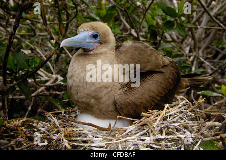 Rosso-footed booby seduta sul nido, Torre (Genovesa) isola, isole Galapagos, Ecuador, Sud America. Foto Stock