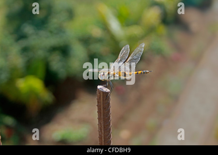 Libellula Meadowhawk Foto Stock