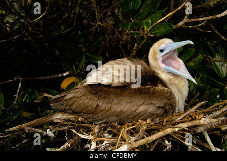 Rosso-footed booby seduta sul nido, Torre (Genovesa) isola, isole Galapagos, Ecuador, Sud America. Foto Stock