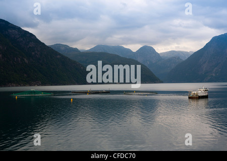 Il salmone di allevamento, di Rosendal, Hardangerfjord, Hordaland, Norvegia, Scandinavia, Europa Foto Stock