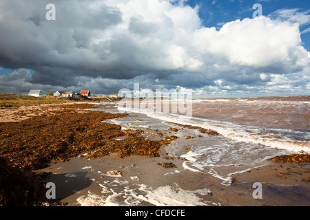 Miscela di alghe marine pilotato da terra da tempesta, Botsford, Northumberland Strait, New Brunswick, Canada Foto Stock