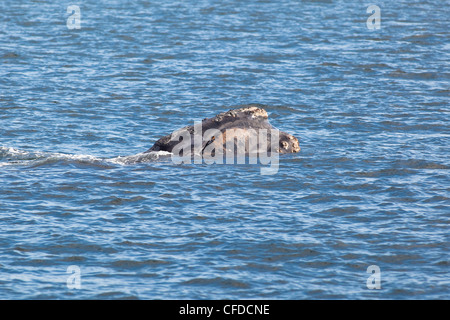 Il Nord Atlantico balena destra (Eubalaena glacialis), off Grand Manan Island, Baia di Fundy, New Brunswick, Canada Foto Stock