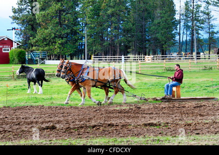 L'uomo controlla un team belga di cavalli come essi arare un campo a Fort Steele vicino a Cranbrook, British Columbia, Canada Foto Stock