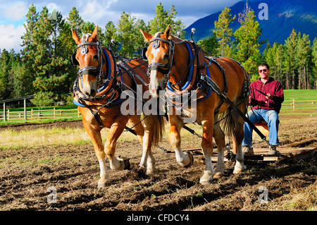 L'uomo controlla un team belga di cavalli come essi arare un campo a Fort Steele vicino a Cranbrook, British Columbia, Canada Foto Stock