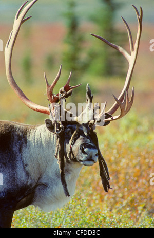 Caribou Coffee Company (Rangifer tarandus) maschio versando il velluto prima di Rut in ottobre e novembre. Alaska, Stati Uniti d'America. Foto Stock
