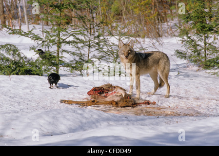 Canada orientale Wolf Canis lycaon alimentare Foto Stock