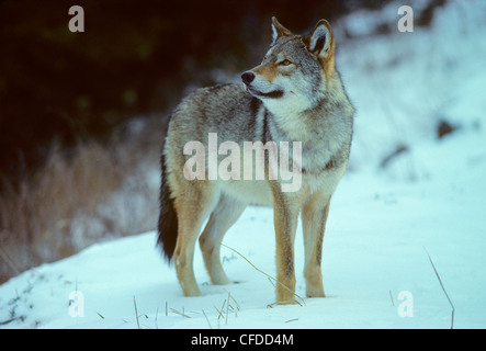 Canada orientale Wolf Canis lycaon può essere Foto Stock