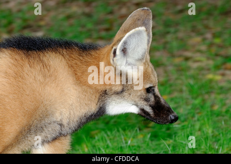 Crisocione (Chrysocyon brachyurus), Pantanal, Southwestern Brasile, Sud America Foto Stock