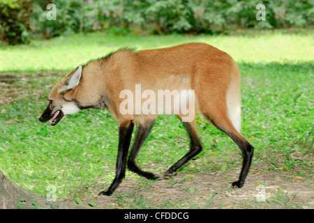 Crisocione (Chrysocyon brachyurus), Pantanal, Southwestern Brasile, Sud America Foto Stock