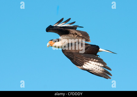 Caracara settentrionale (Caracara cheriway), Pantanal zone umide, Southwestern Brasile, Sud America Foto Stock