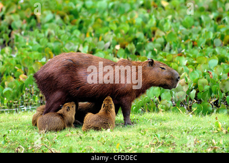 Madre che allatta capaybara (Hydrochaeris hydrochaeris), Pantanal zone umide, Southwestern Brasile, Sud America Foto Stock