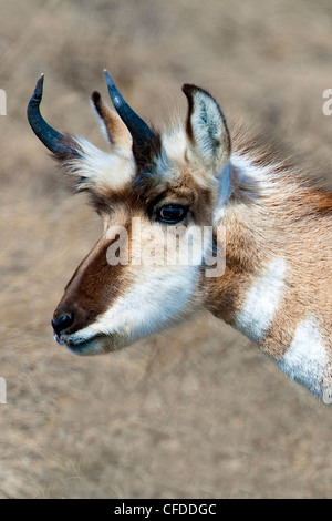 Pronghorn buck (Antilocapa americana) nel tardo inverno, prairie Alberta, Canada Occidentale Foto Stock