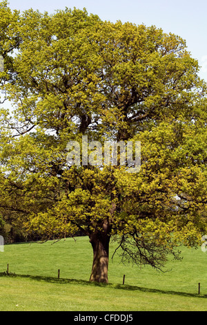 Alberi di quercia molla vicino a Hare Hill Alderley Edge cheshire england Foto Stock