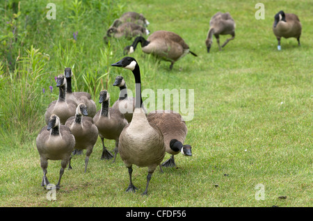 CanadGoose Brantcanadensis adulti giovani madri Foto Stock