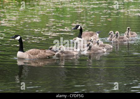 CanadGoose giovani madri goslings piscina Foto Stock