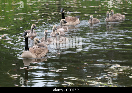 CanadGoose giovani madri goslings piscina Foto Stock