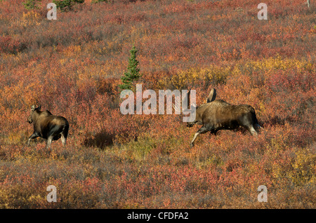 Bull inseguono mucca alci (Alces alces); solchi bahavior, Parco Nazionale di Denali, Alaska, Stati Uniti d'America Foto Stock