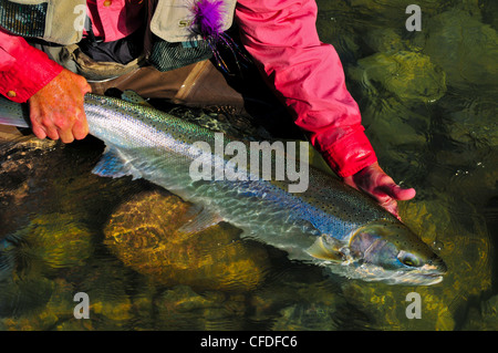 Uomo che piega il pesce, Dean River, British Columbia, Canada Foto Stock