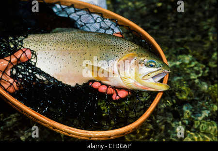 Uomo con pesce in net, Alexander Creek, British Columbia, Canada Foto Stock