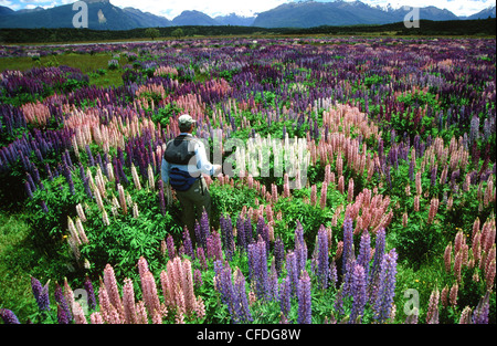 Uomo che cammina attraverso il prato di lupini, nelle vicinanze del Eglinton River, Spring Creek, Isola del Sud, Nuova Zelanda Foto Stock