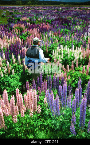 Uomo che cammina attraverso il prato di lupini, nelle vicinanze del Eglinton River, Spring Creek, Isola del Sud, Nuova Zelanda Foto Stock