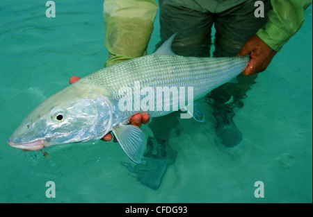 L'uomo azienda bonefish Foto Stock