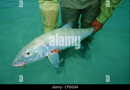 L'uomo azienda bonefish Foto Stock