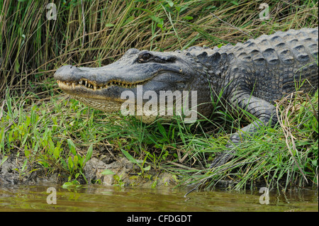 Alligatore a Brazos Bend State Park, Texas, Stati Uniti d'America Foto Stock