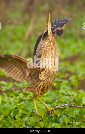 American Tarabuso (Botaurus lentiginosus) a Brazos Bend State Park, Texas, Stati Uniti d'America Foto Stock