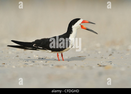 Nero (Skimmer Rynchops niger) sulla spiaggia di South Padre Island, Texas, Stati Uniti d'America Foto Stock