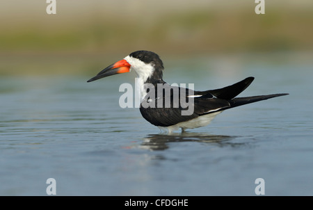 Nero (Skimmer Rynchops niger) sulla spiaggia di South Padre Island, Texas, Stati Uniti d'America Foto Stock