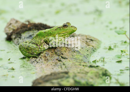 American Bullfrog (Rana catesbeiana) Brazos Bend State Park, Texas, Stati Uniti d'America Foto Stock