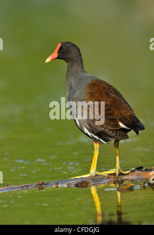 Comune (Moorhen Gallinula chloropus) - Brazos Bend State Park, Texas, Stati Uniti d'America Foto Stock