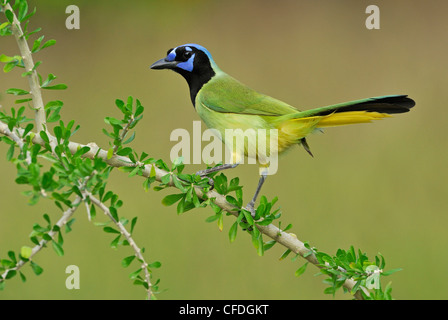 Green Jay (Cyanocorax yncas) - Santa Clara Ranch, Texas, Stati Uniti d'America Foto Stock