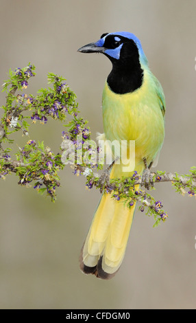 Green Jay (Cyanocorax yncas) - Santa Clara Ranch, Texas, Stati Uniti d'America Foto Stock