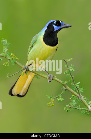 Green Jay (Cyanocorax yncas) - Santa Clara Ranch, Texas, Stati Uniti d'America Foto Stock